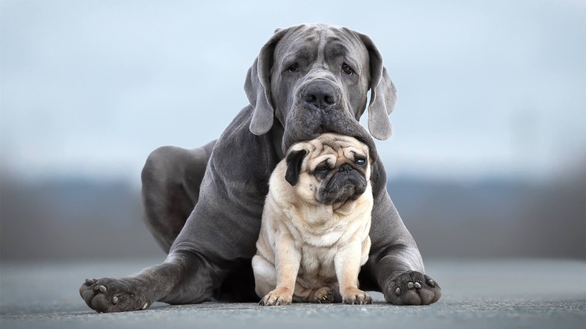 全球车迷狂欢夜:F1赛场现场直击,f1汽车比赛