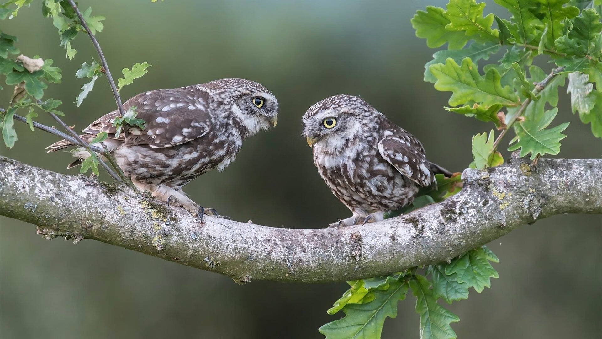 特色篮球文化元素融入城市公共空间,提升城市文化品位,篮球文化主题画