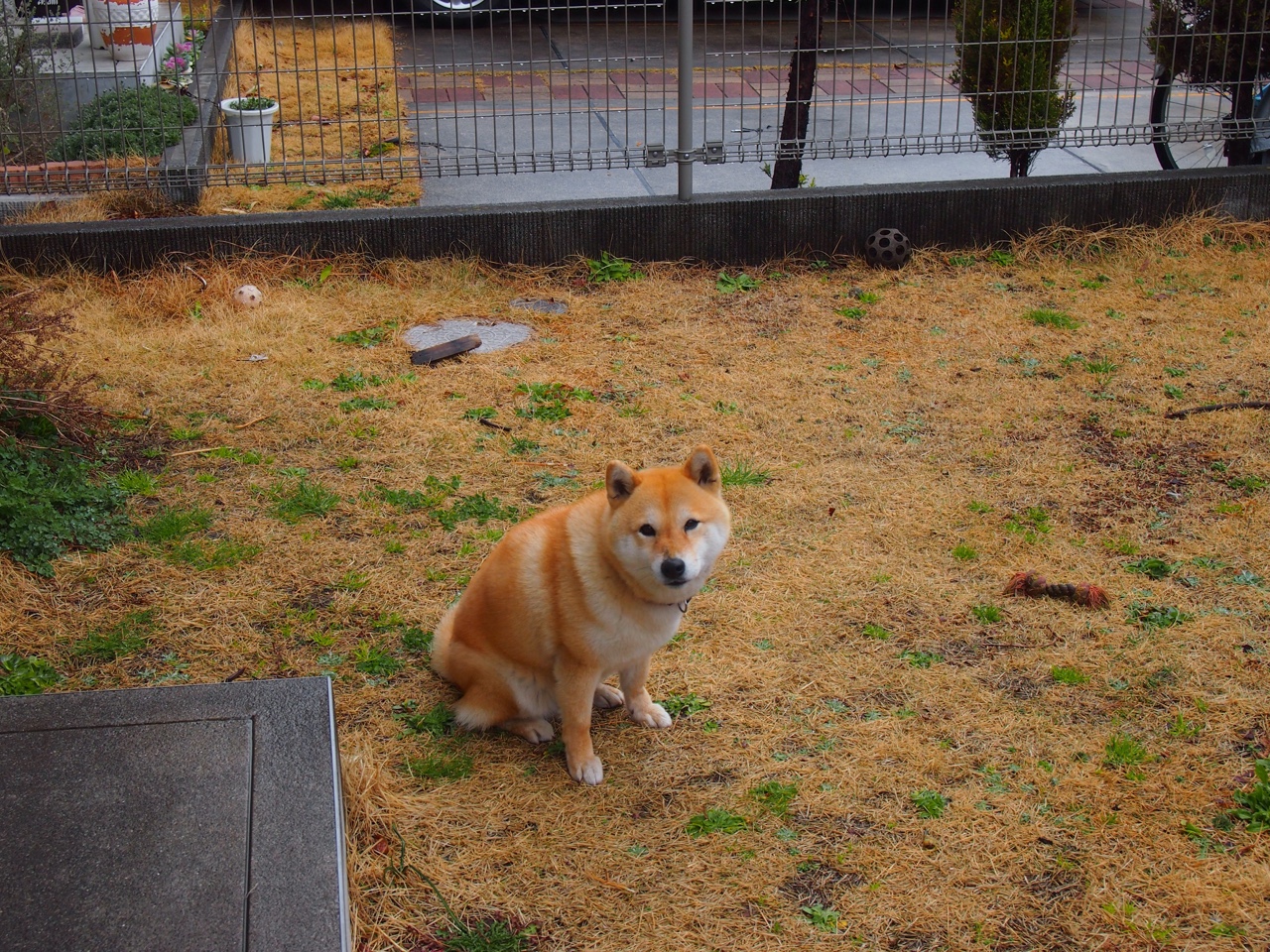 足球青训中心引进国际先进理念,提升人才培养质量,2021足球青训梯队招募