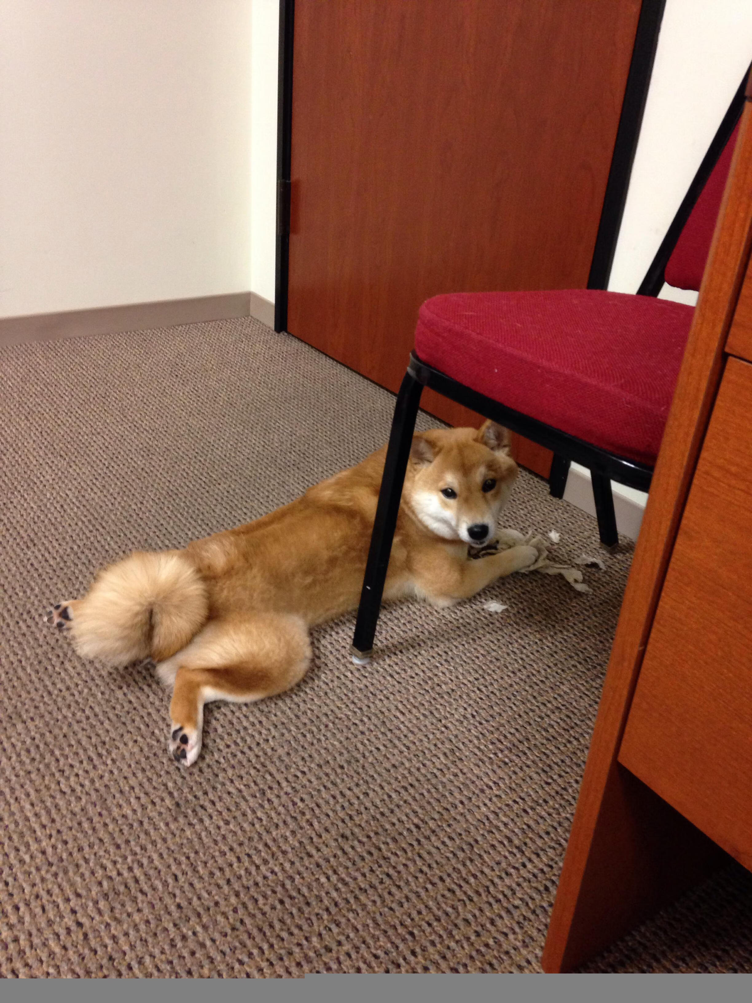 足球青训保障机制覆盖学籍与保险管理,足球青训要多少学费