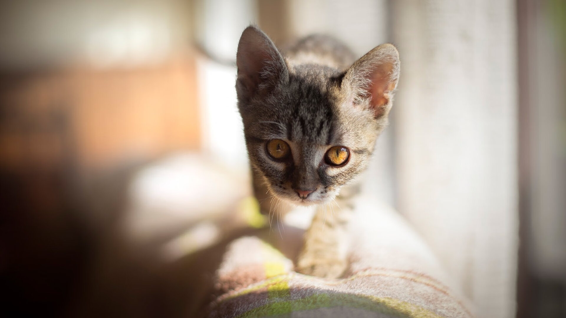 跨越洲际:WRC每年在不同国家的精彩表现,跨越cors