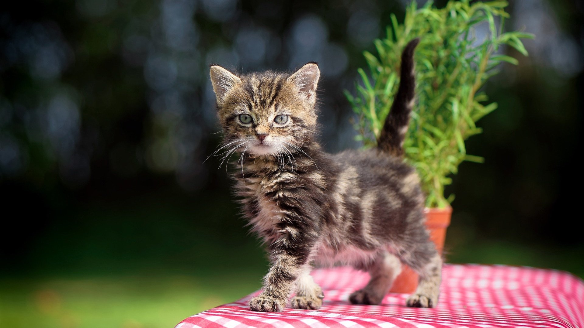 高空绳索荡秋千,速度与平衡的极致比拼,高空秋千绳索断裂