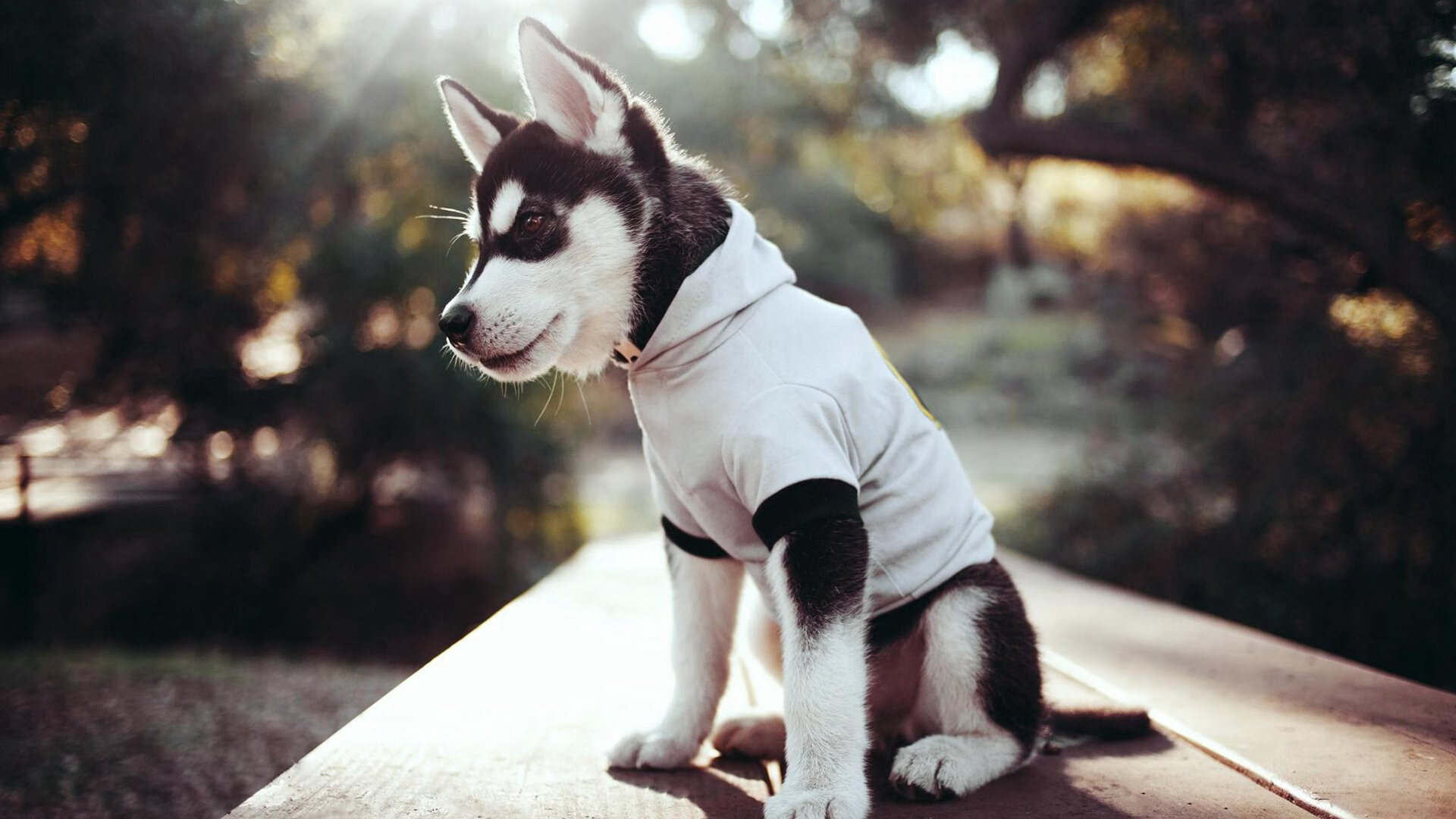 开云·体育官网-魔术与当地博物馆合作，展示奥兰多篮球发展史，奥兰多魔术吧 百度贴吧