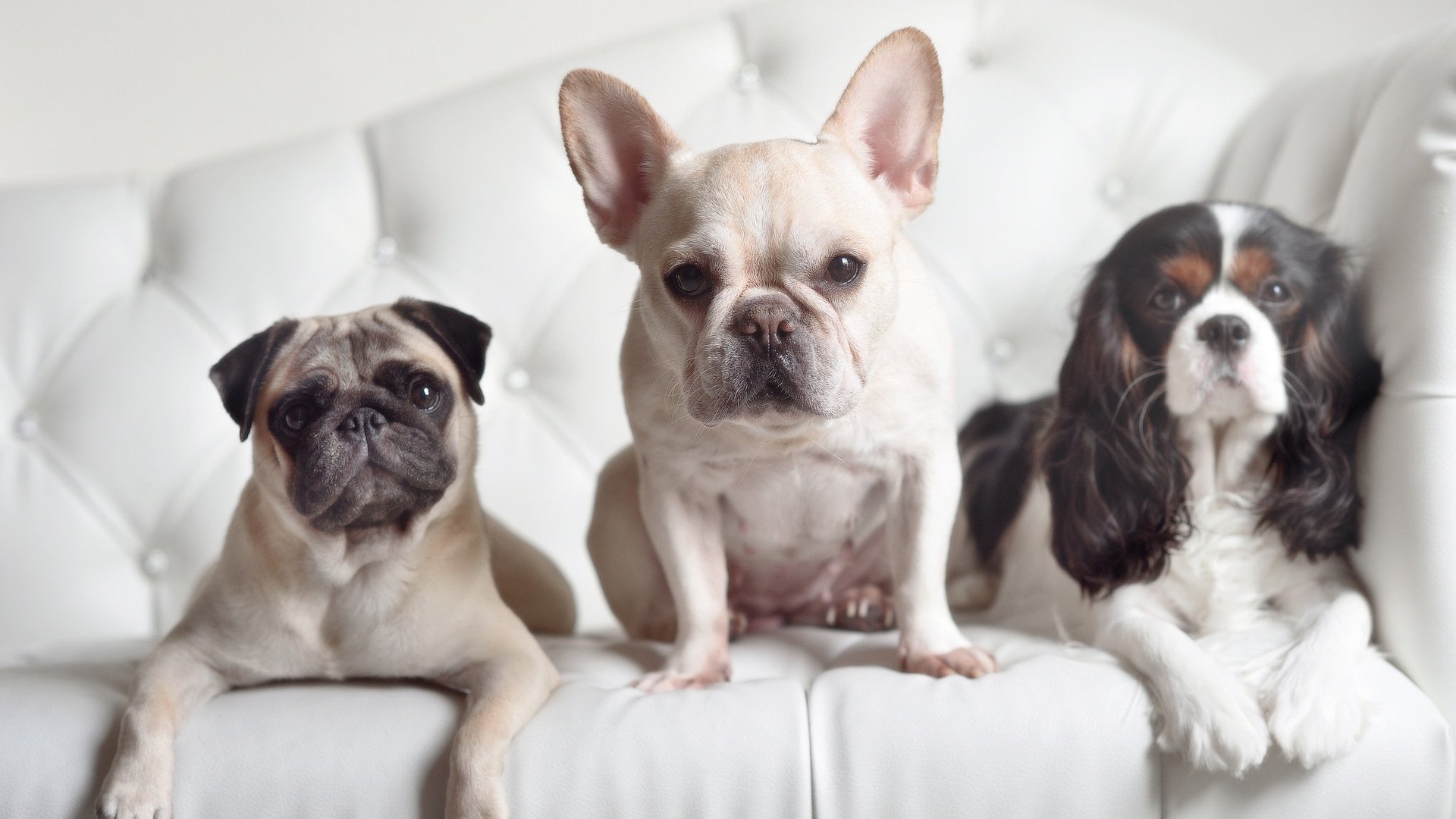 上海申花战平对手，保住积分榜前列位置，上海申花战绩500