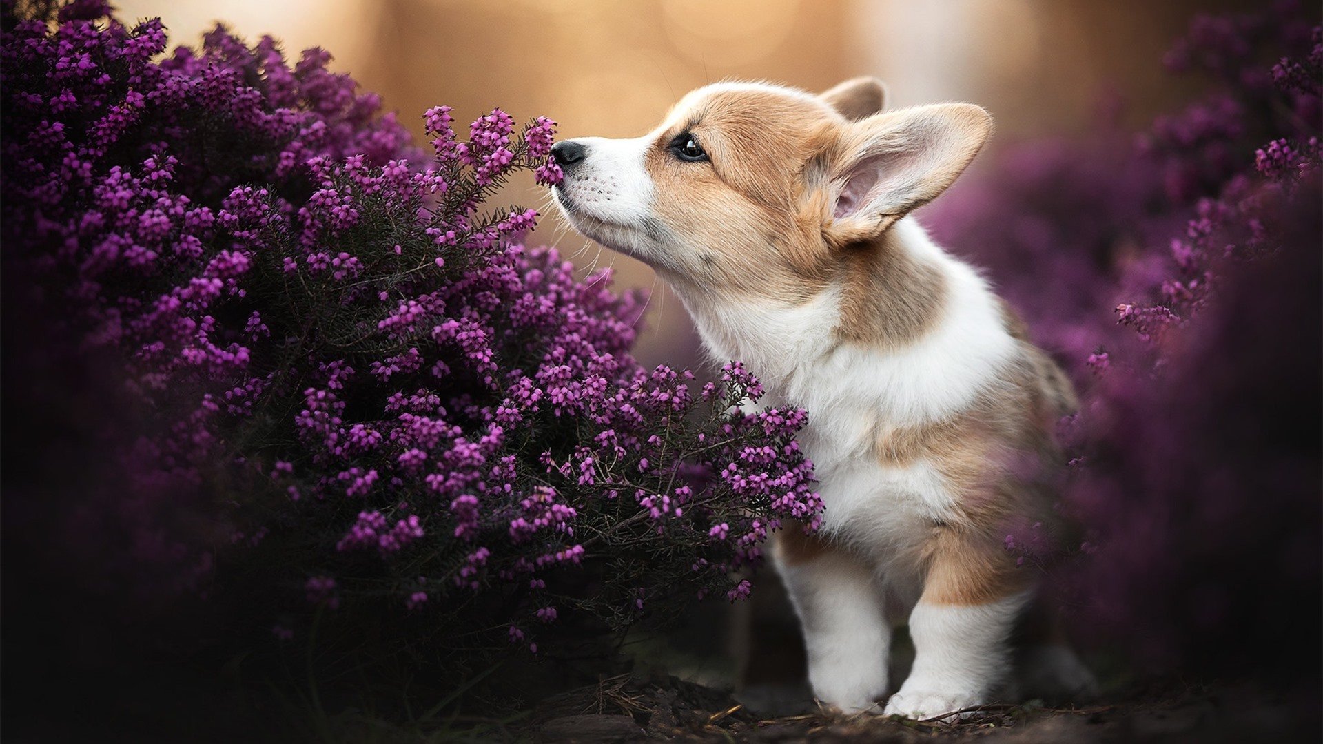 开云中国-中甲联赛竞争激烈，多支球队力争升级，中甲联赛竞赛规则
