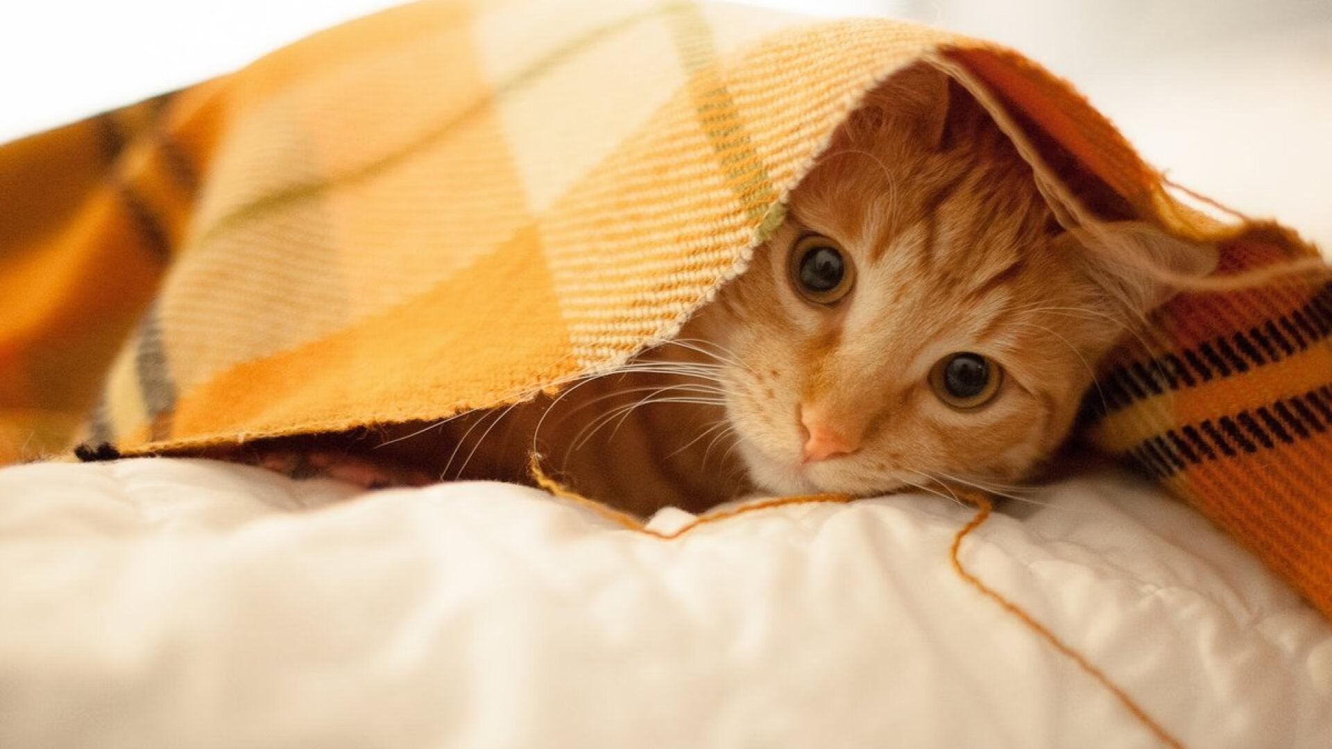 中锋在现代战术中的地位是否被边缘化,中锋在现代战术中的地位是否被边缘化了